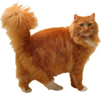 a fluffy ginger kitty